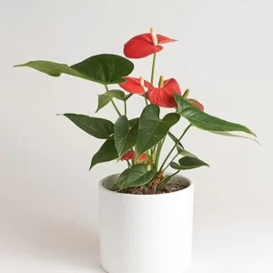Red Anthurium