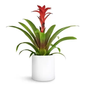 Red Guzmania Plant