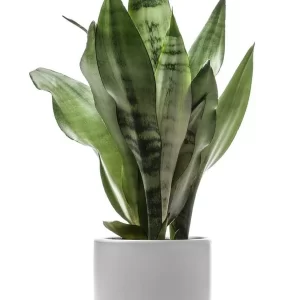 Snake Plant