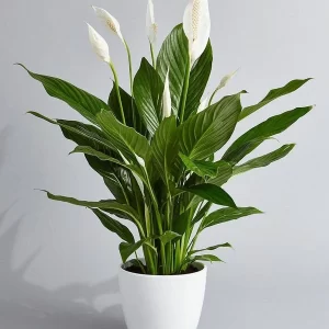 Spathiphyllum