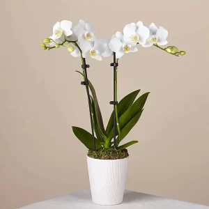 White Orchid